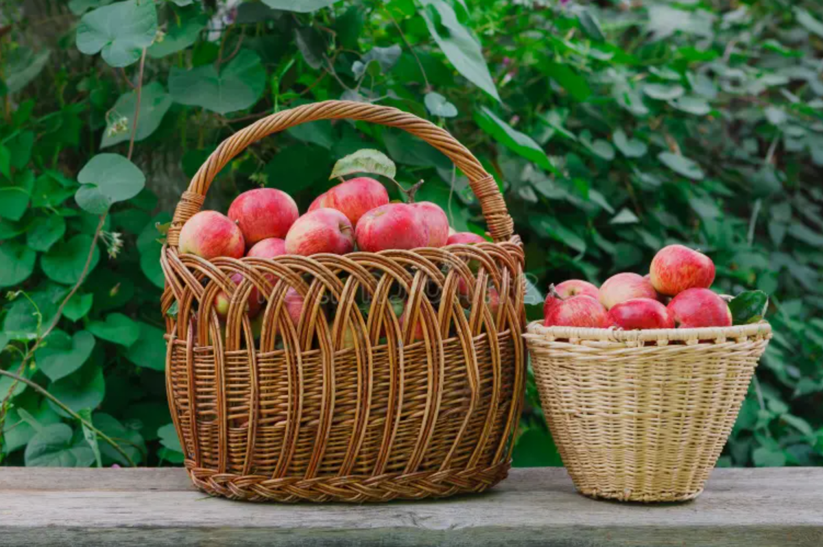 Источник фото: dreamstime.com