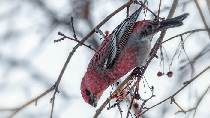    Управление по охране животного мира