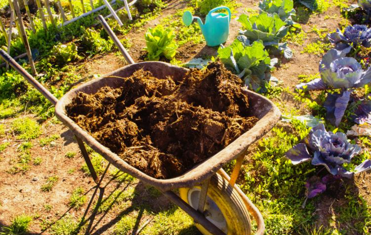 Источник фото: supersadovnik.ru