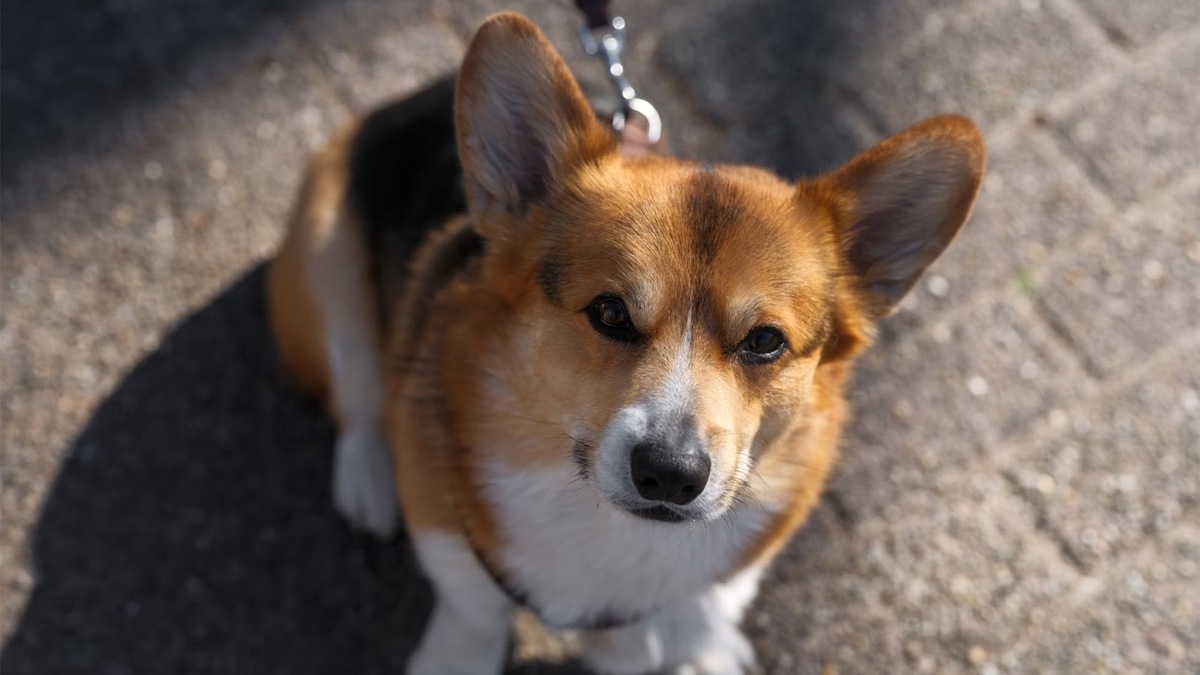    Средние собаки являются популярным выбором у городских жителей