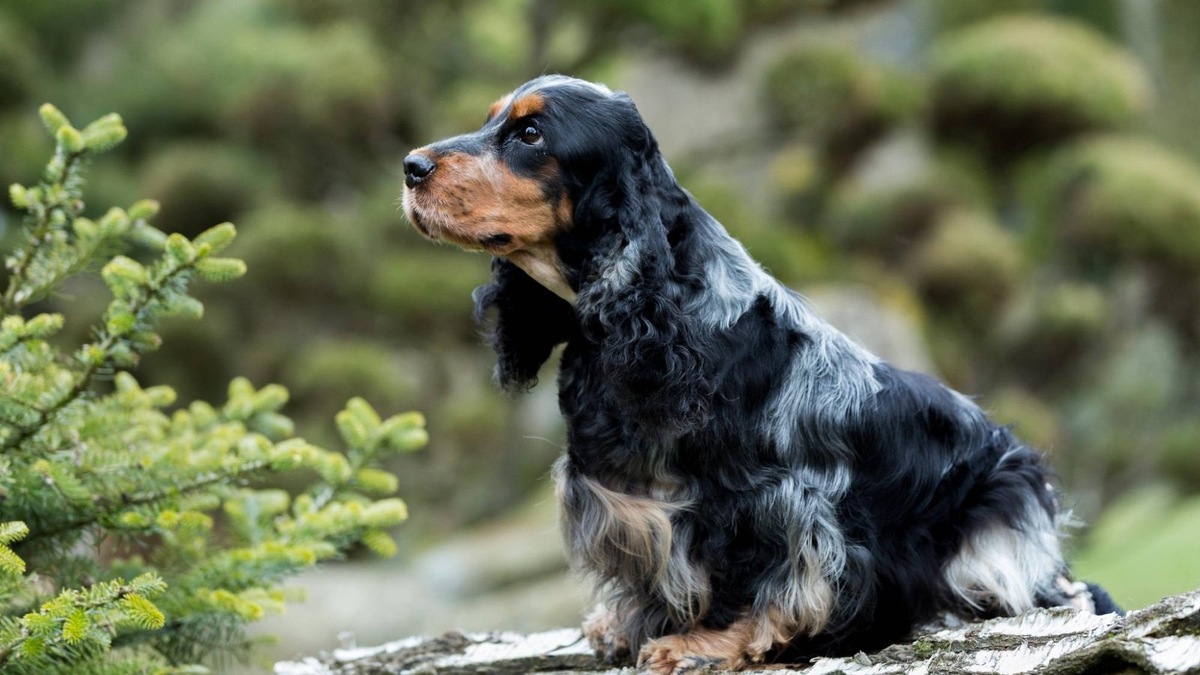    Кокер-спаниели известны как вечные оптимисты