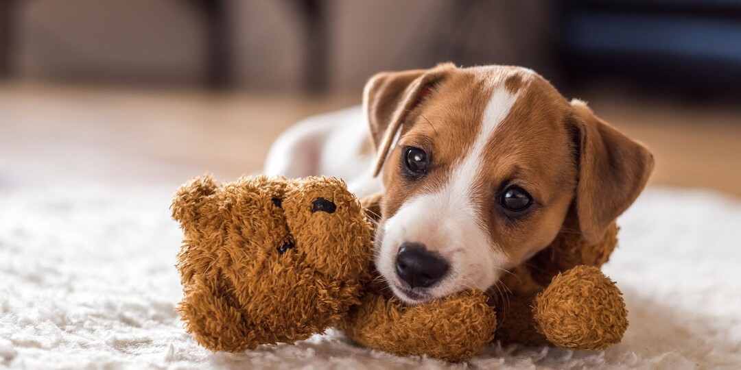 5 причин, почему новые хозяева возвращают щенков заводчикам (а я их отговариваю)