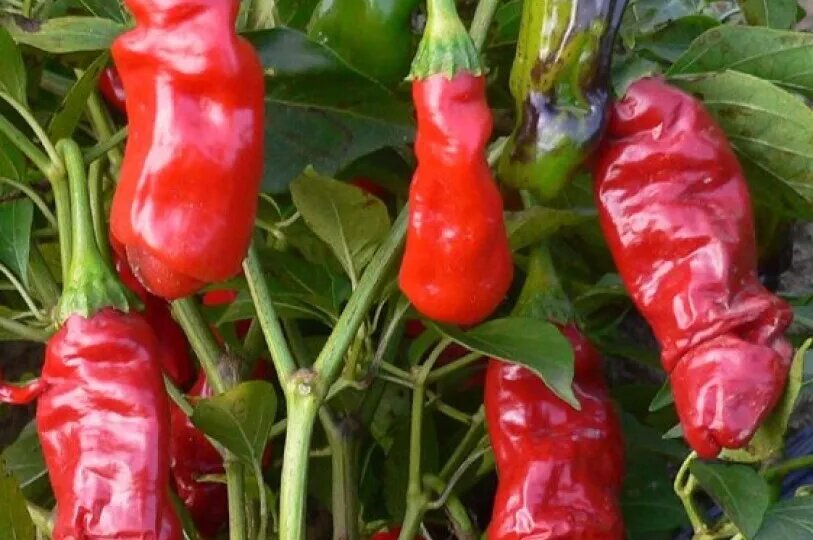 Сезон 2026. Перцы острые.