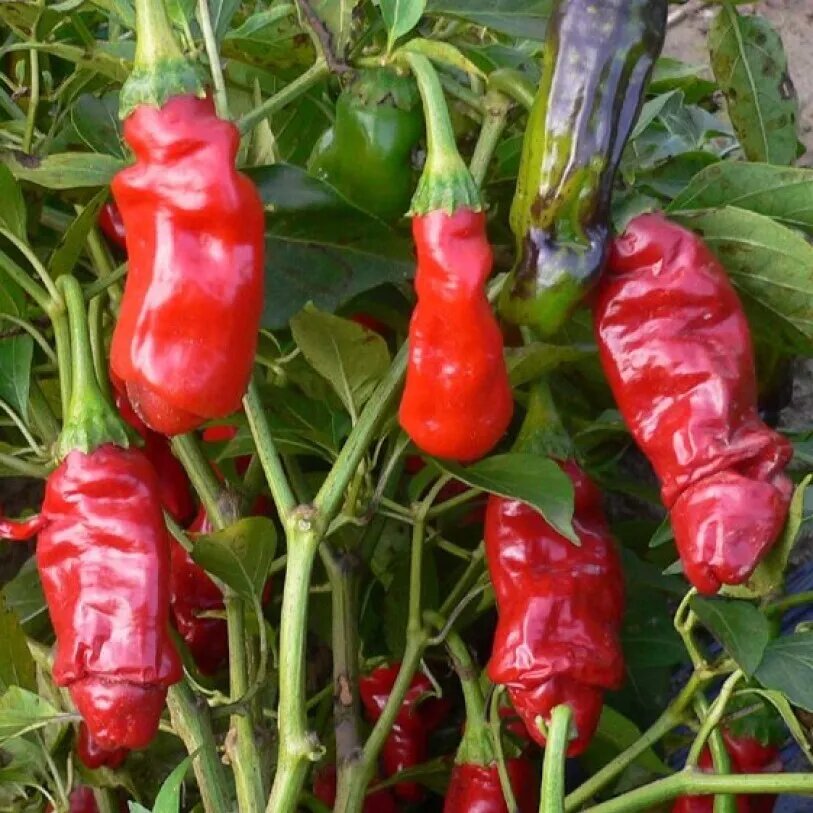 Перец острый Peter pepper red, Петер пеппер красный семена (5 ШТ) 