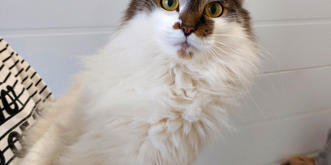 Кот БУБА ищет дом🏡