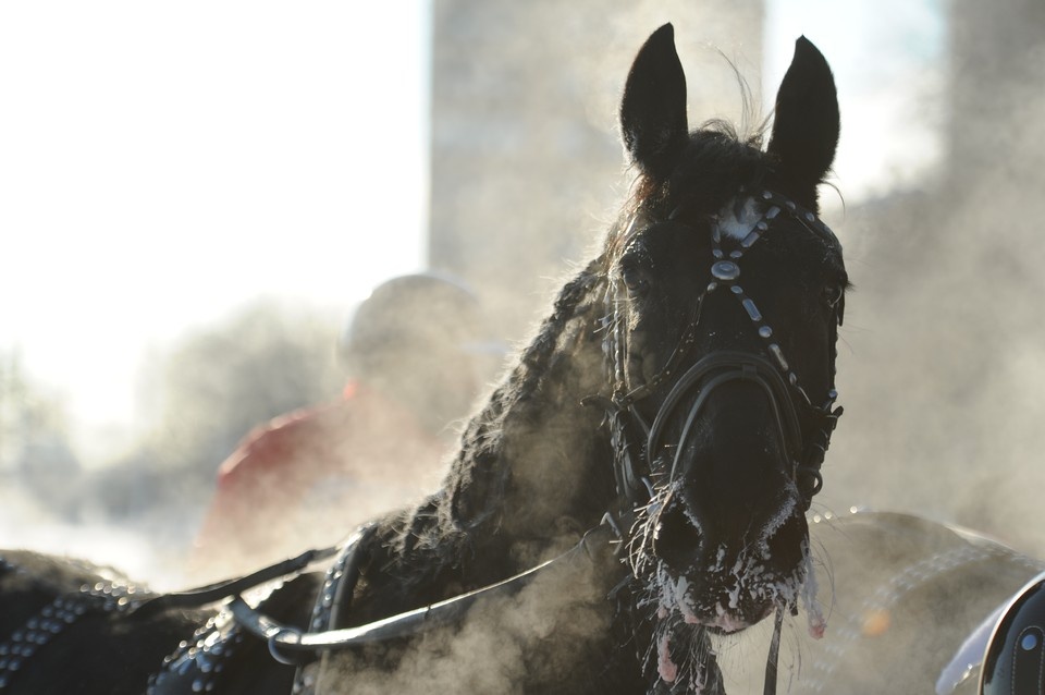    Предположительный хозяин лошади поехал опознавать животное Иван ВИСЛОВ