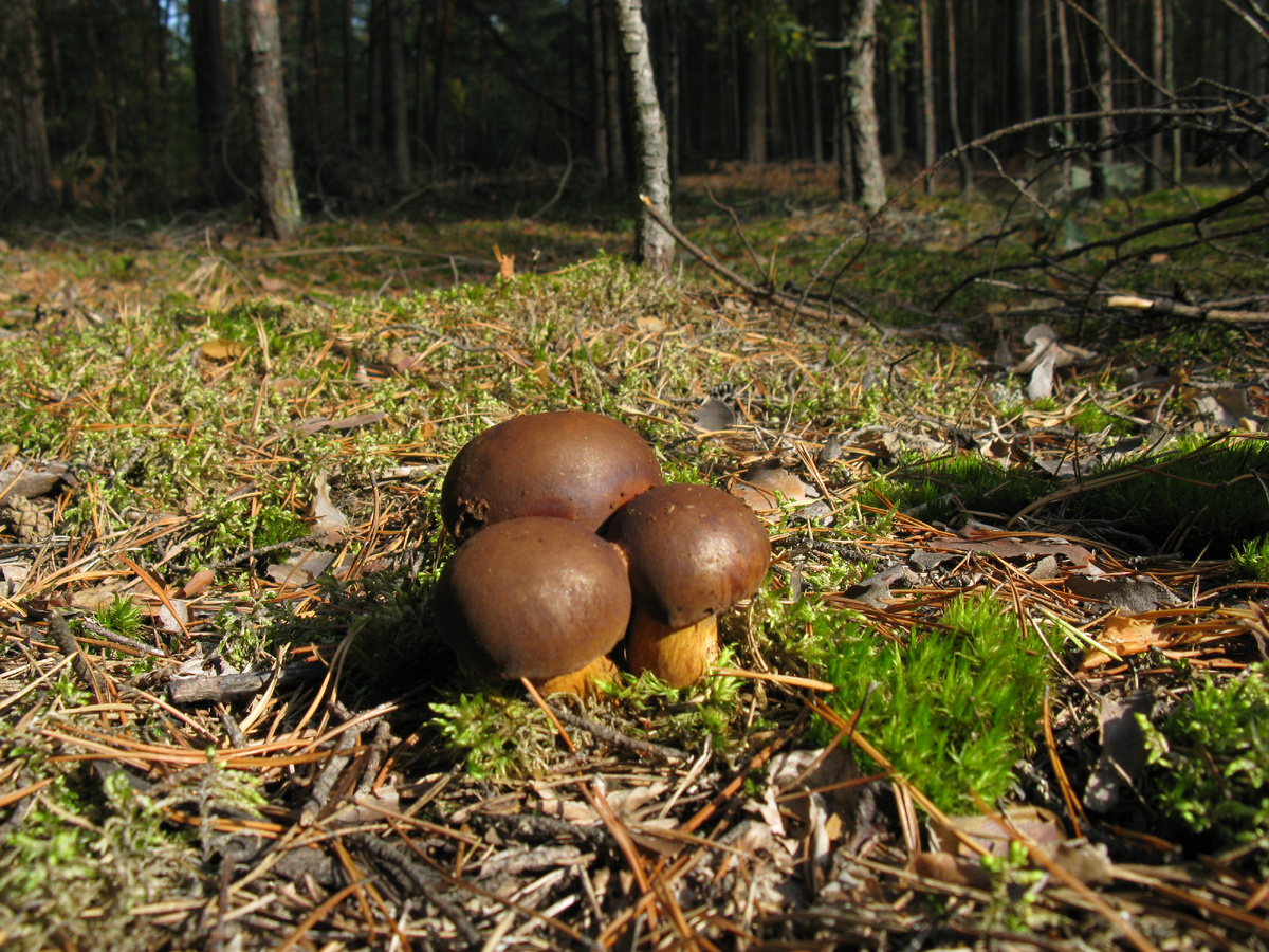 Фото Андрея Куликова. Пузаны - польские. Сезон 2025