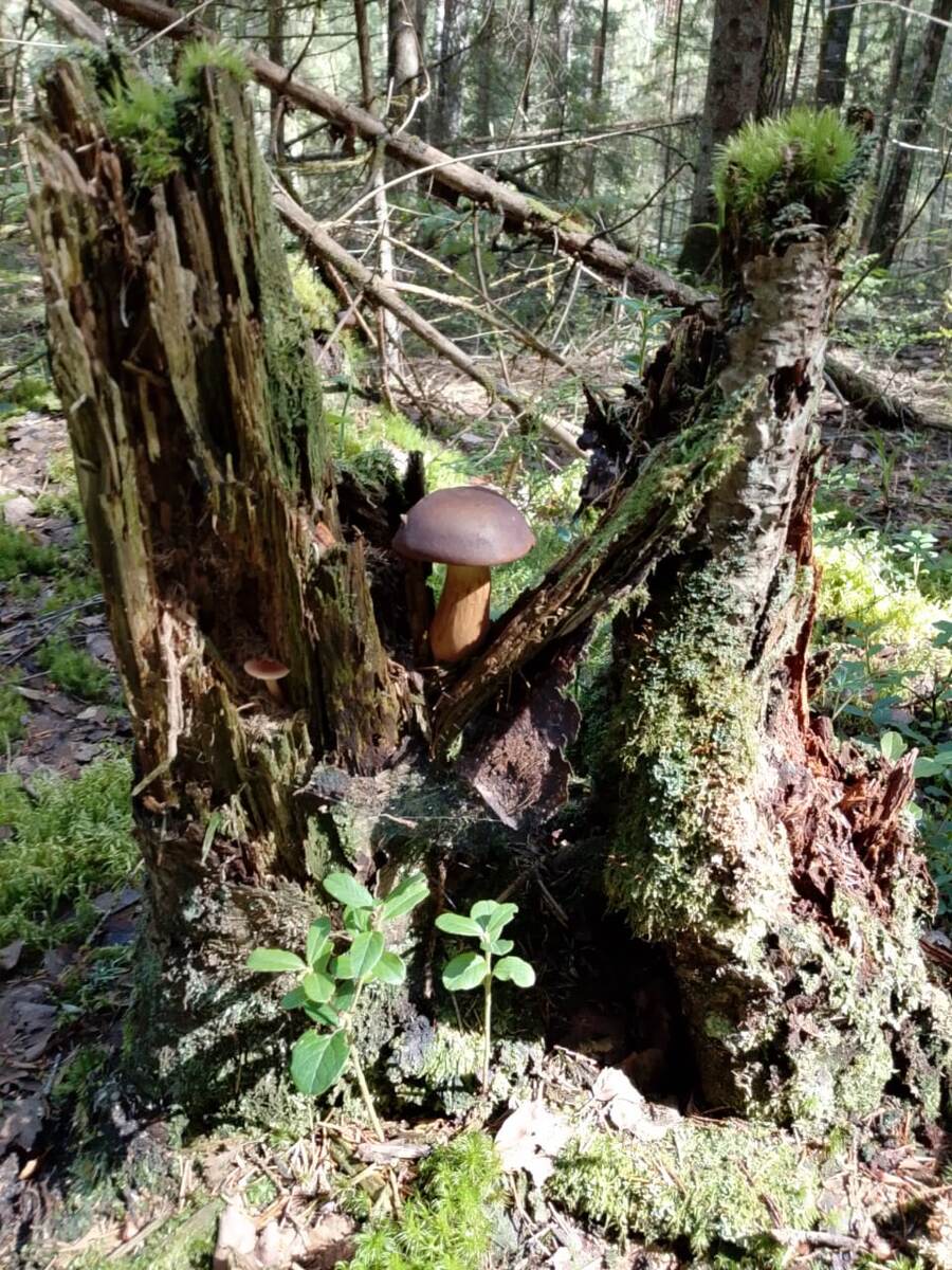 Фото Андрея Куликова. Польский - чемпион 2025.