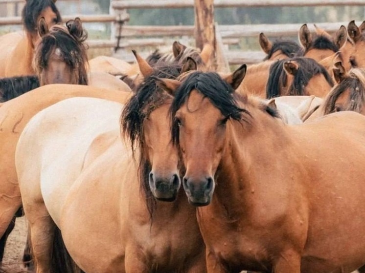     Телеграм-канал Андрея Назарова