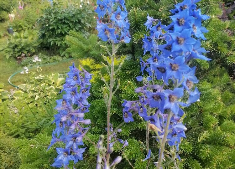 Посев дельфиниума на рассаду: подготовка семян, проращивание, уход за всходами