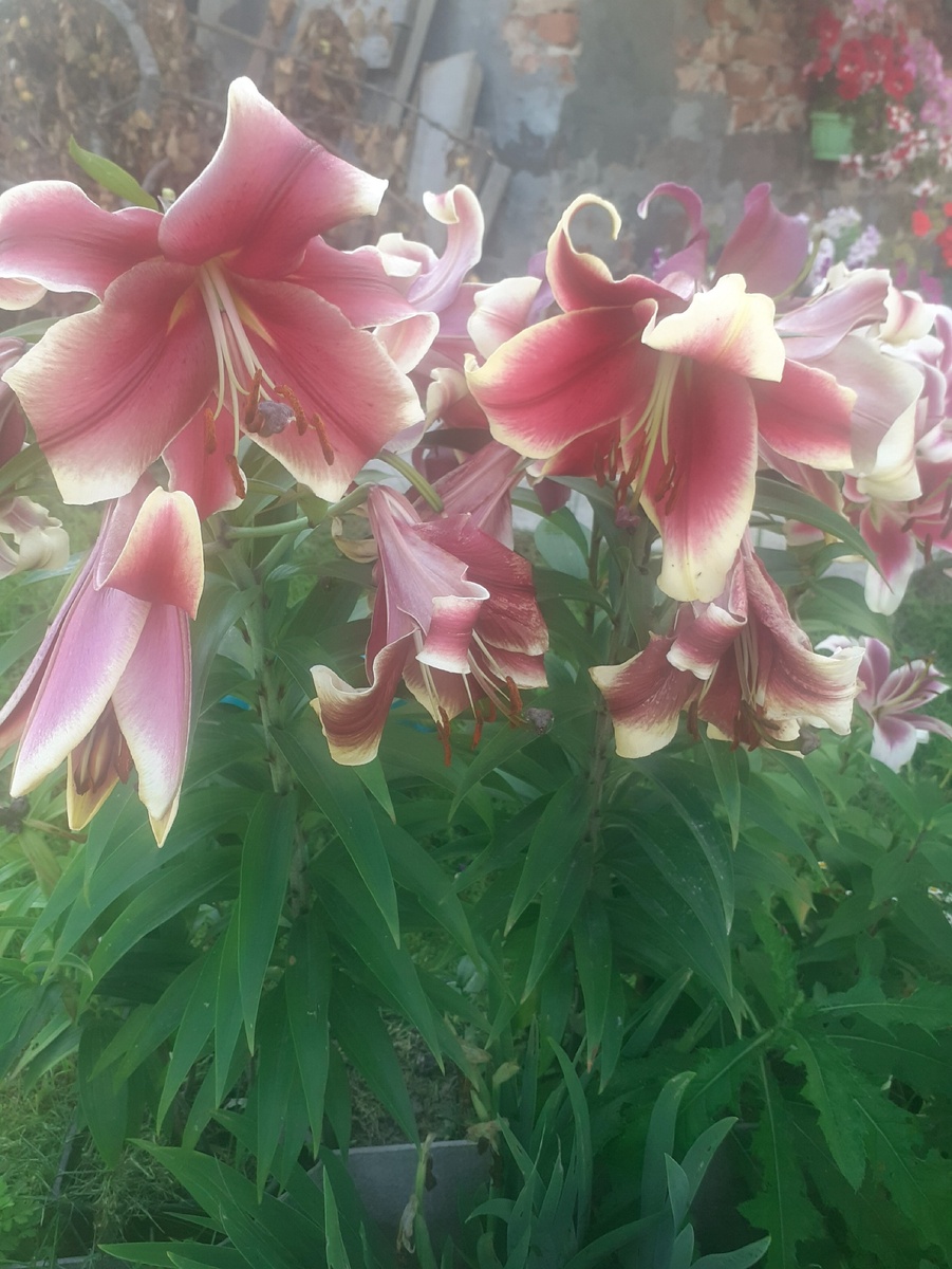 АФРИКАН ЛЕДИ ВЫРОСЛА  ВОТ ТАКАЯ!