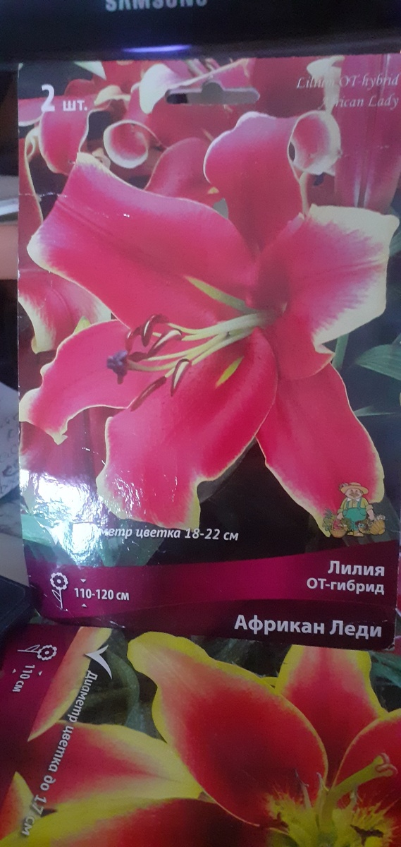 В таком пакете пришла ко мне лилия.