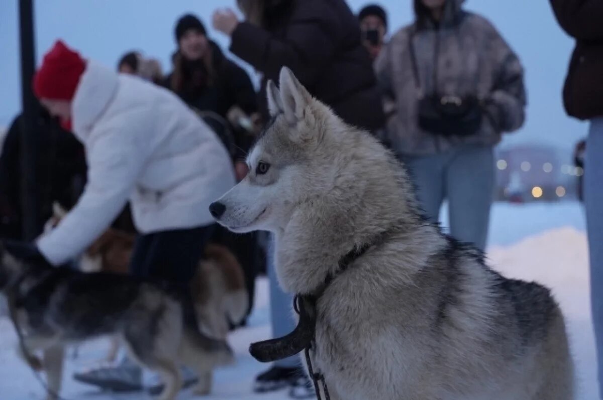    В Туле желающие могли сфотографироваться с собачьей упряжкой