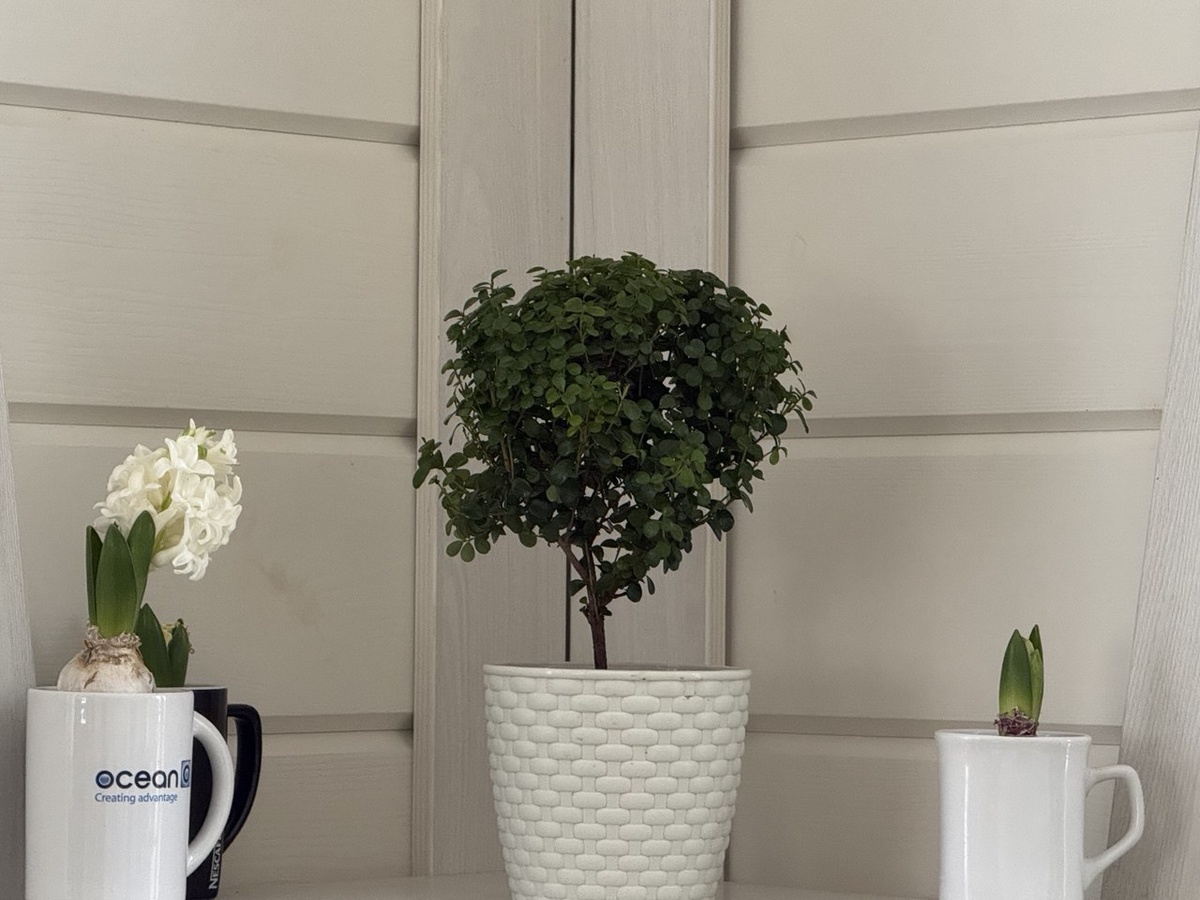 Мирт обыкновенный. Фото автора