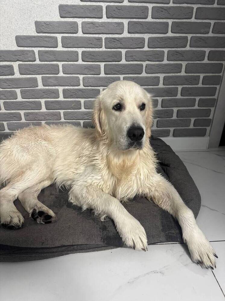     Источник: Сетевое издание «Новости Тамбова»