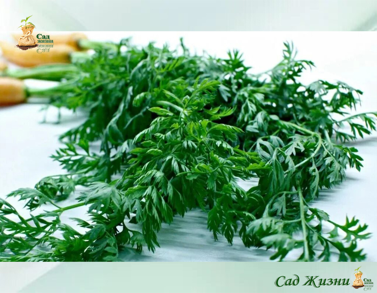 🌱 Та самая часть моркови, которую чаще всего выбрасывают автоматически