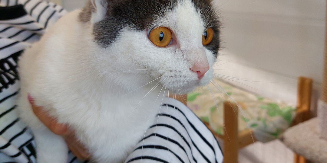 Кошка НЕСМЕЯНА ищет дом🏡