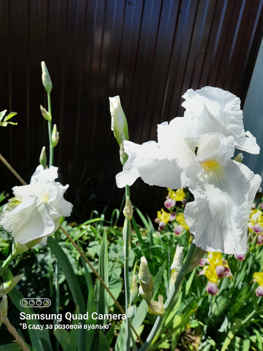 Ирис сибирский Галлз Уинг (латинское название: Iris sibirica Gull's Wing)