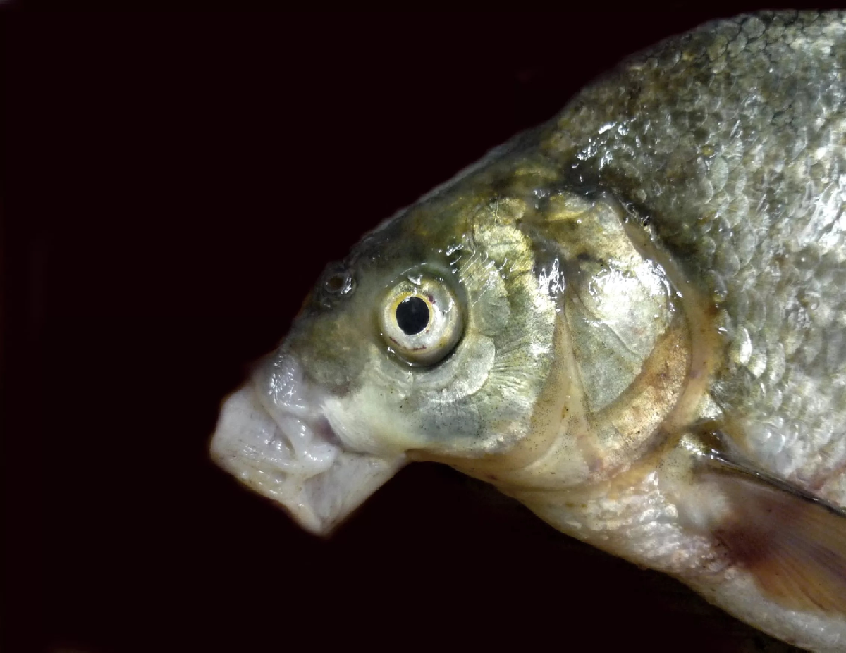 Когда увидел новогодние цены на всё.