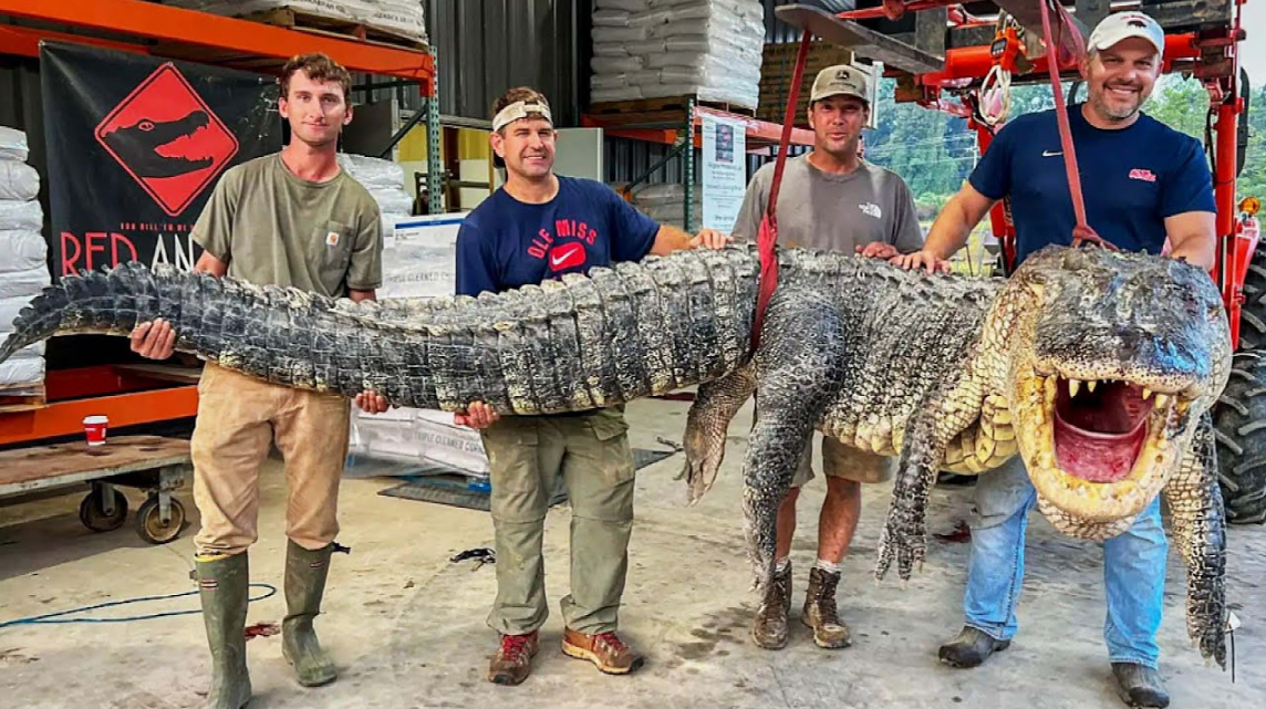 АМЕРИКАНСКИЙ или МИССИСИПСКИЙ АЛЛИГАТОР