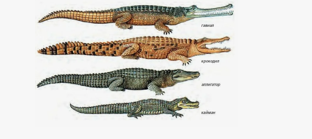 4-й основные группы крокодилов.