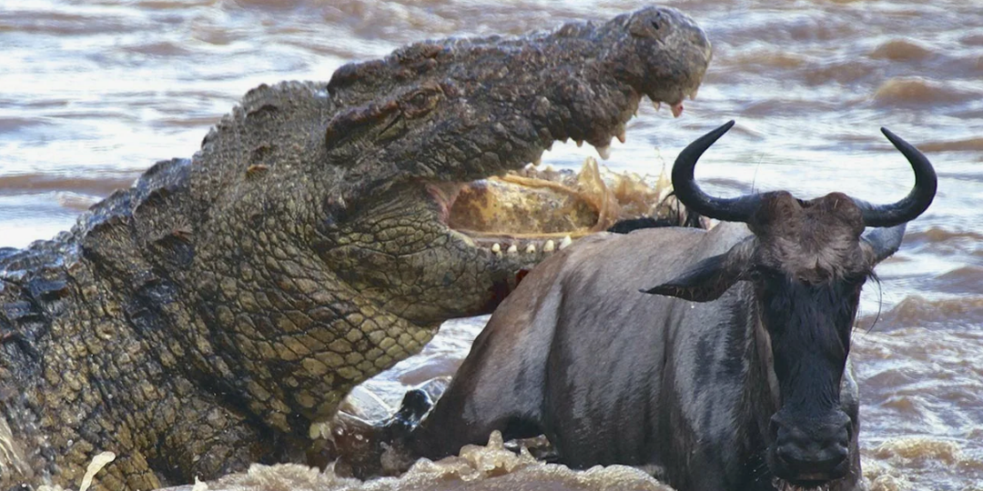 Все виды КРОКОДИЛОВ в МИРЕ живущих сейчас.