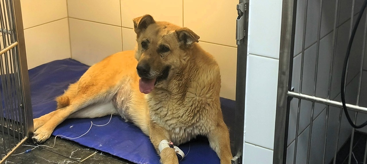 Вот она, Муха, очень крупная девочка, 53 кг.