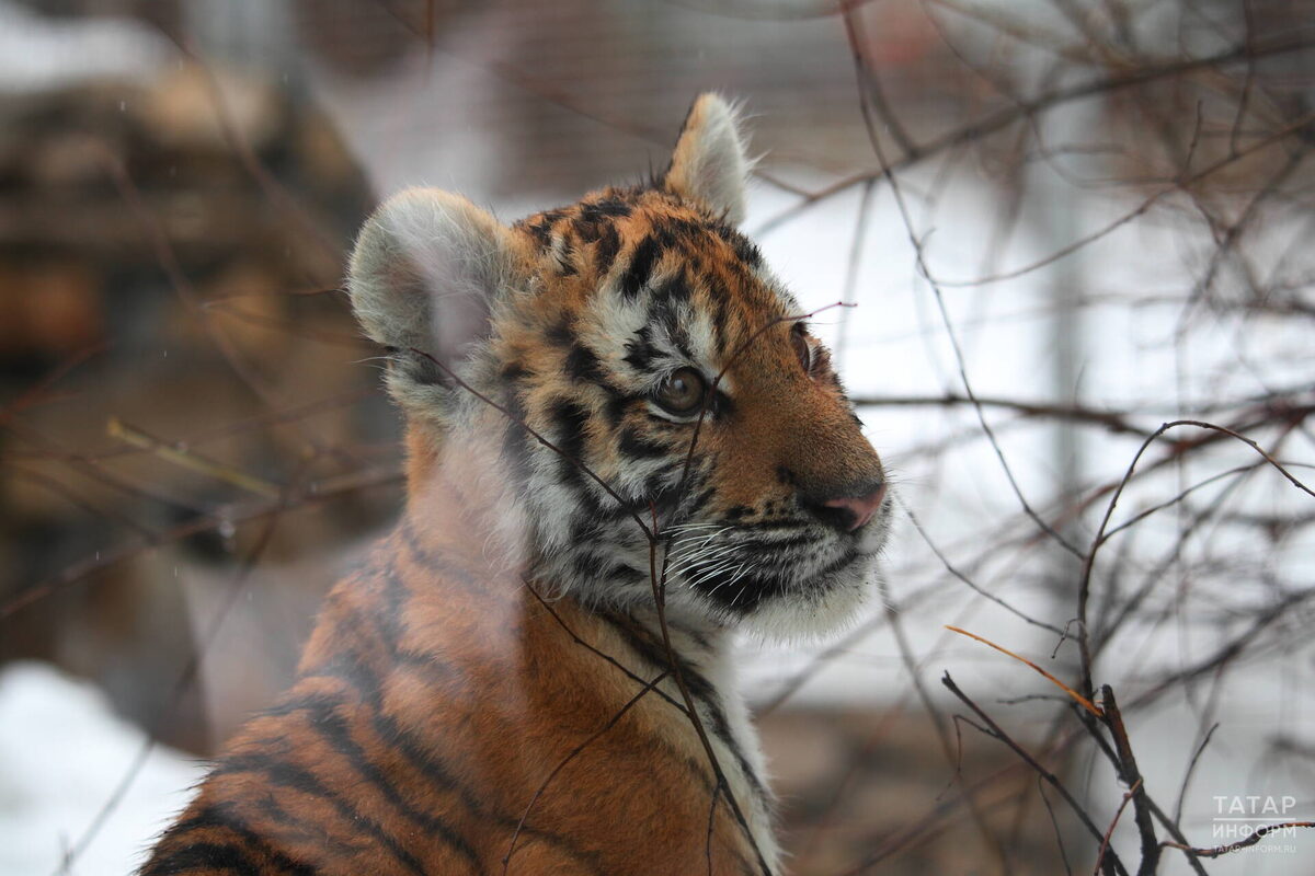 Фото: © Михаил Захаров / «Татар-информ»