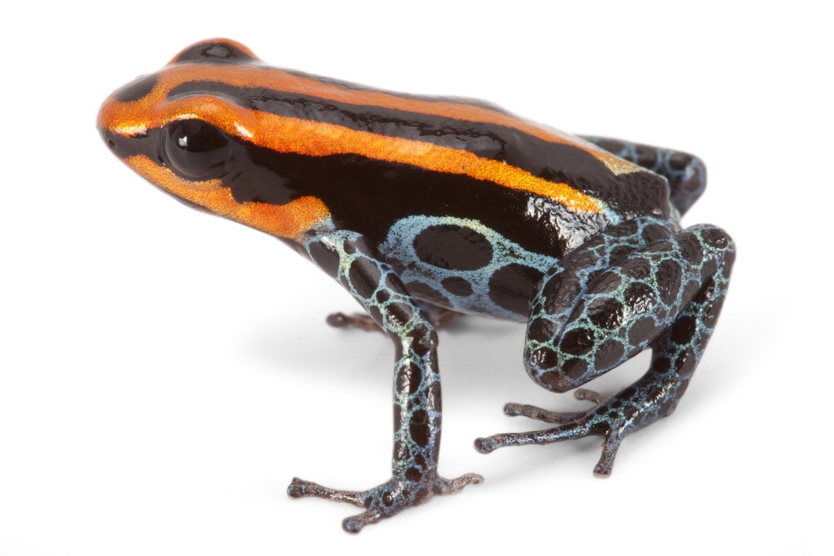    Лягушка Ranitomeya ventrimaculata.