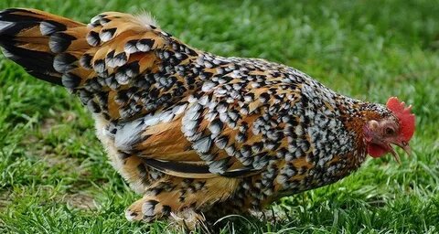 "Бабушка Токариха"