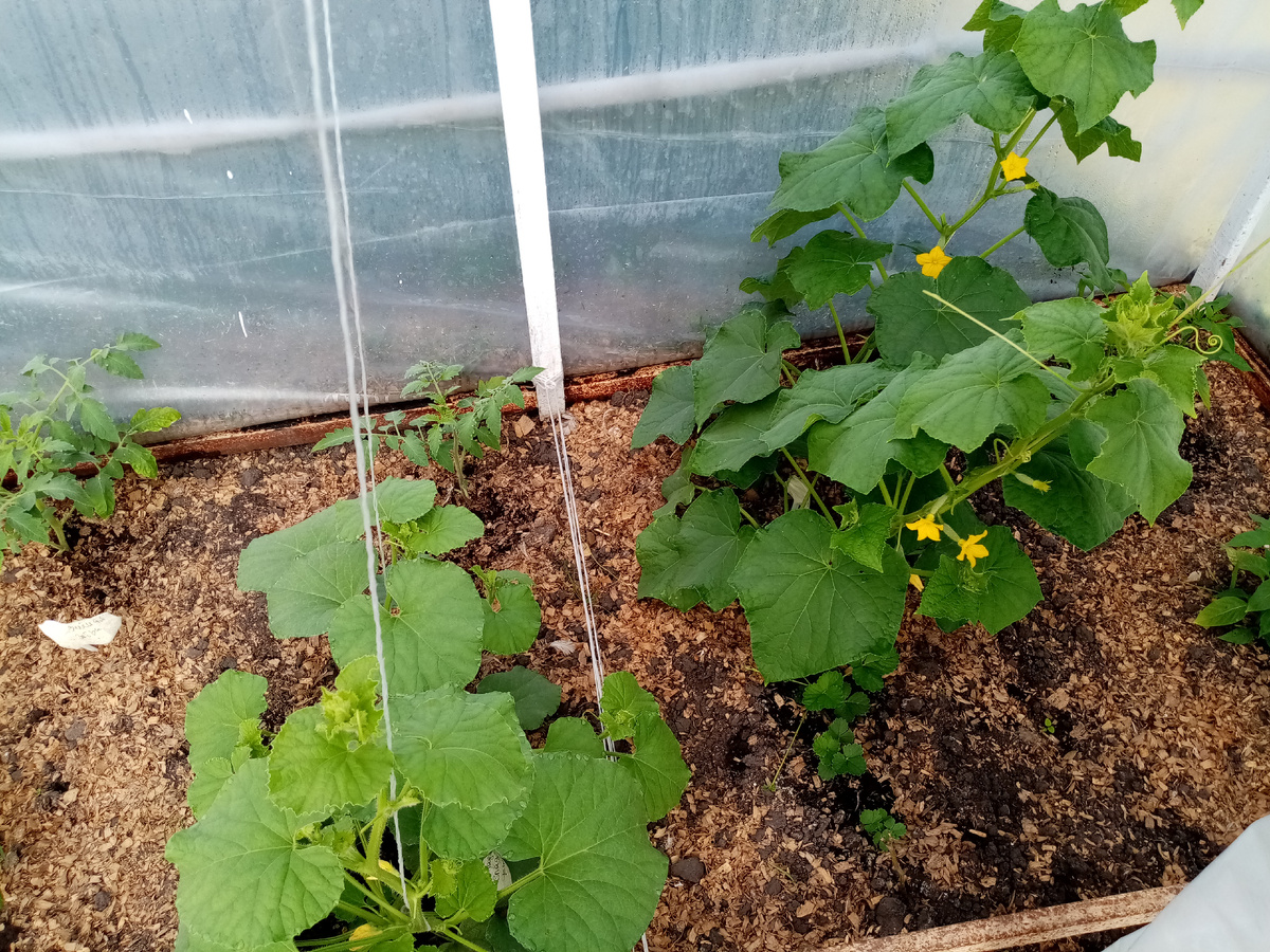 Рассаду выращиваю в доме. Когда начинаются благоприятные дни для высадки, высаживаю в теплицу где то в середине мая.💖💖💖