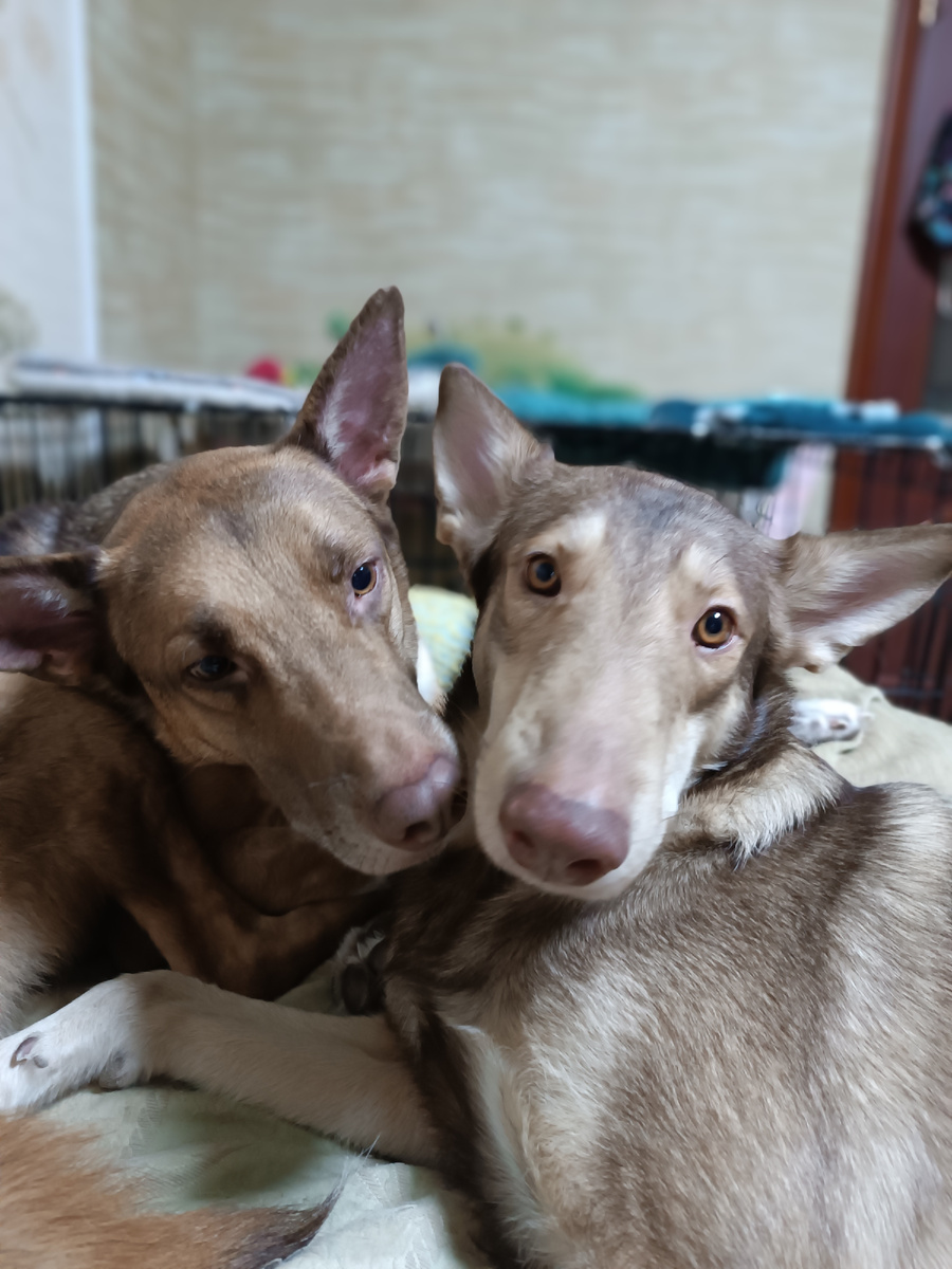 Мои коричневые носики 