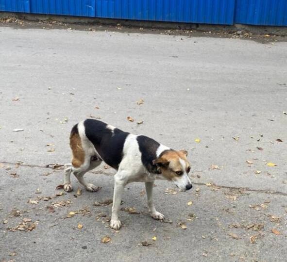 Помогите найти собаку