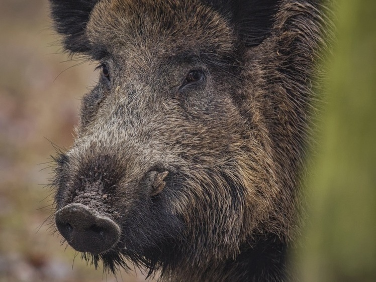     Фото: Freepik.com/vladimircech