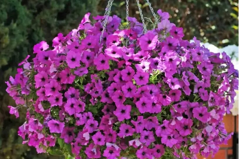 Петунии 2026.