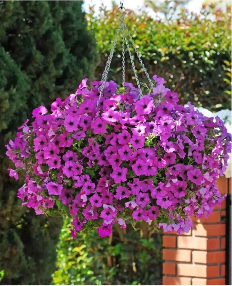 Петуния Изи Вэйф фиолетовая ампельная