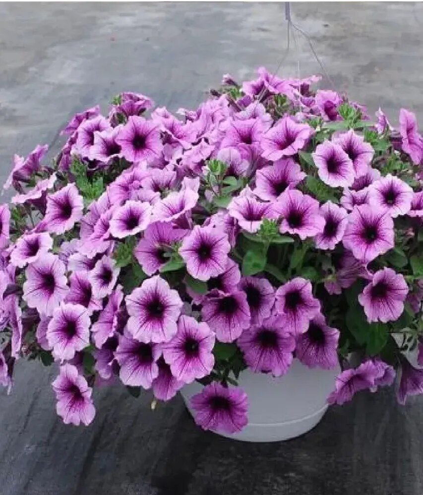 Петуния ампельная Изи Вейв Plum Vein F1 