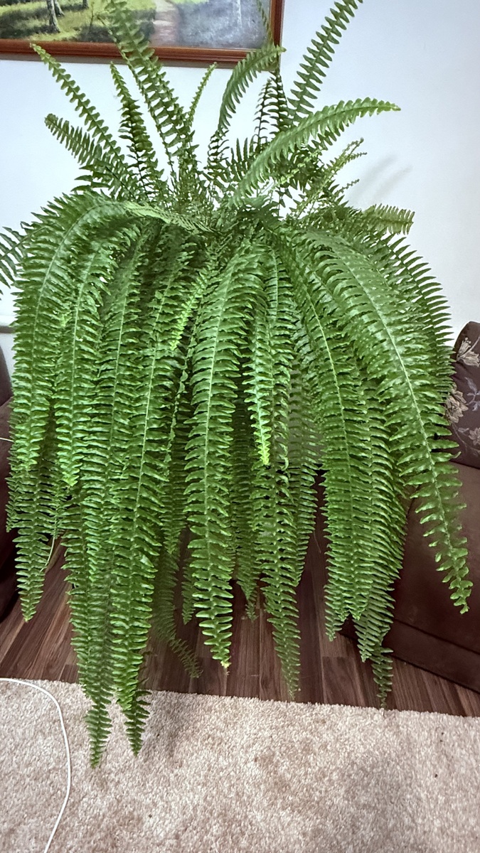 Папоротник, январь 