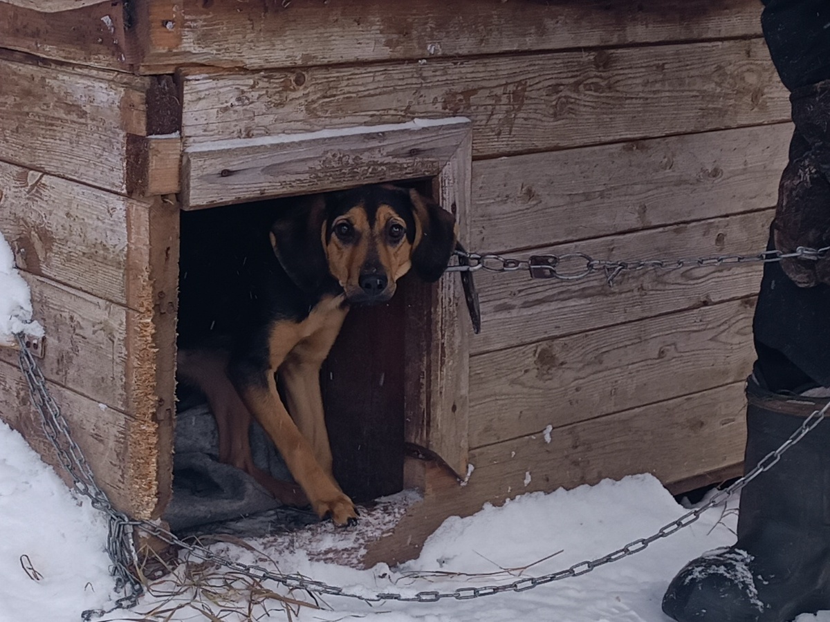 Таким собачкам не место в будке