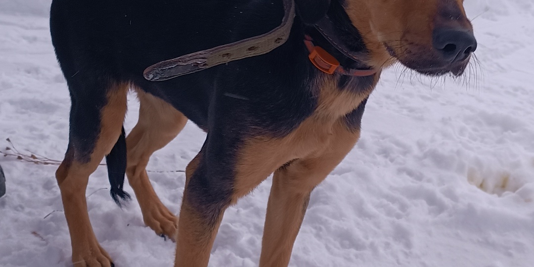 Это чудо, что за 5 дней маленькая собачка Кама смогла найти настоящее домашнее счастье