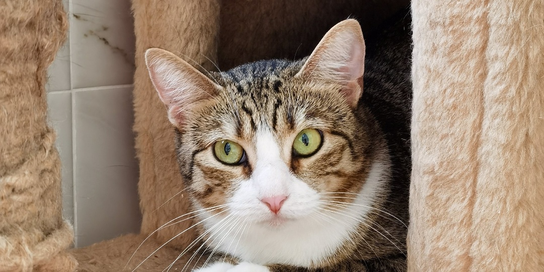 Кошка Стеша ищет дом ❤️‍🔥🐈