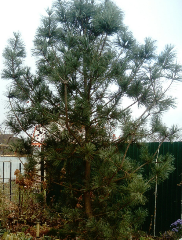 поздняя осень 2020 года