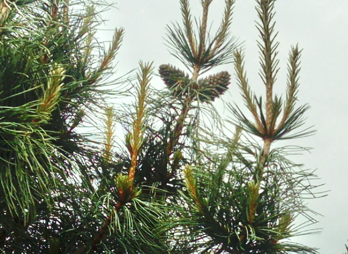 весна 2021 года