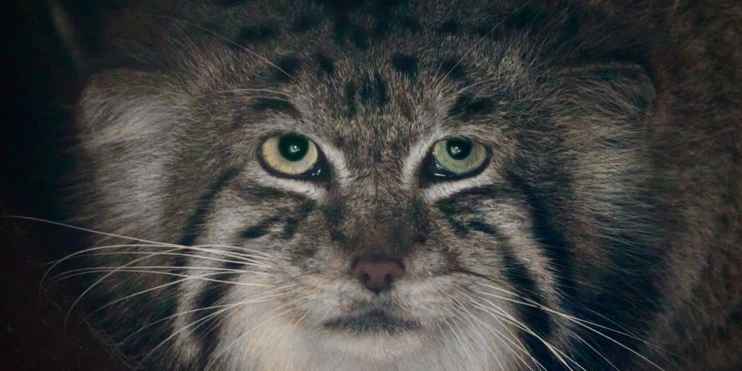 Таинственные манулы Краковского зоопарка: манулы, которые нас переманулили!