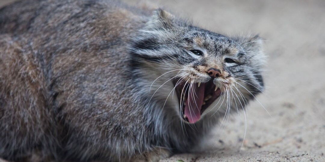 Правда ли, что дикие кошки не мяукают? Почему домашние питомцы разговорчивее