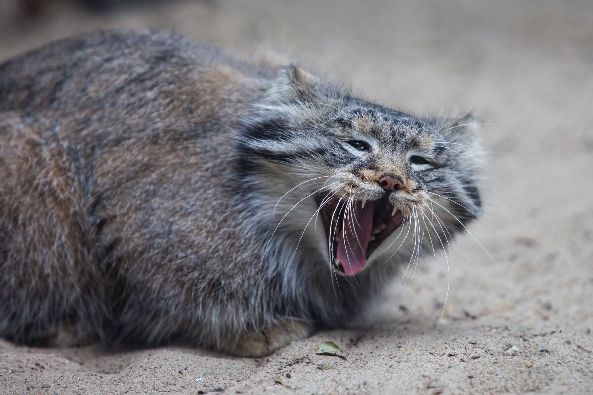 Мяукают ли дикие кошки