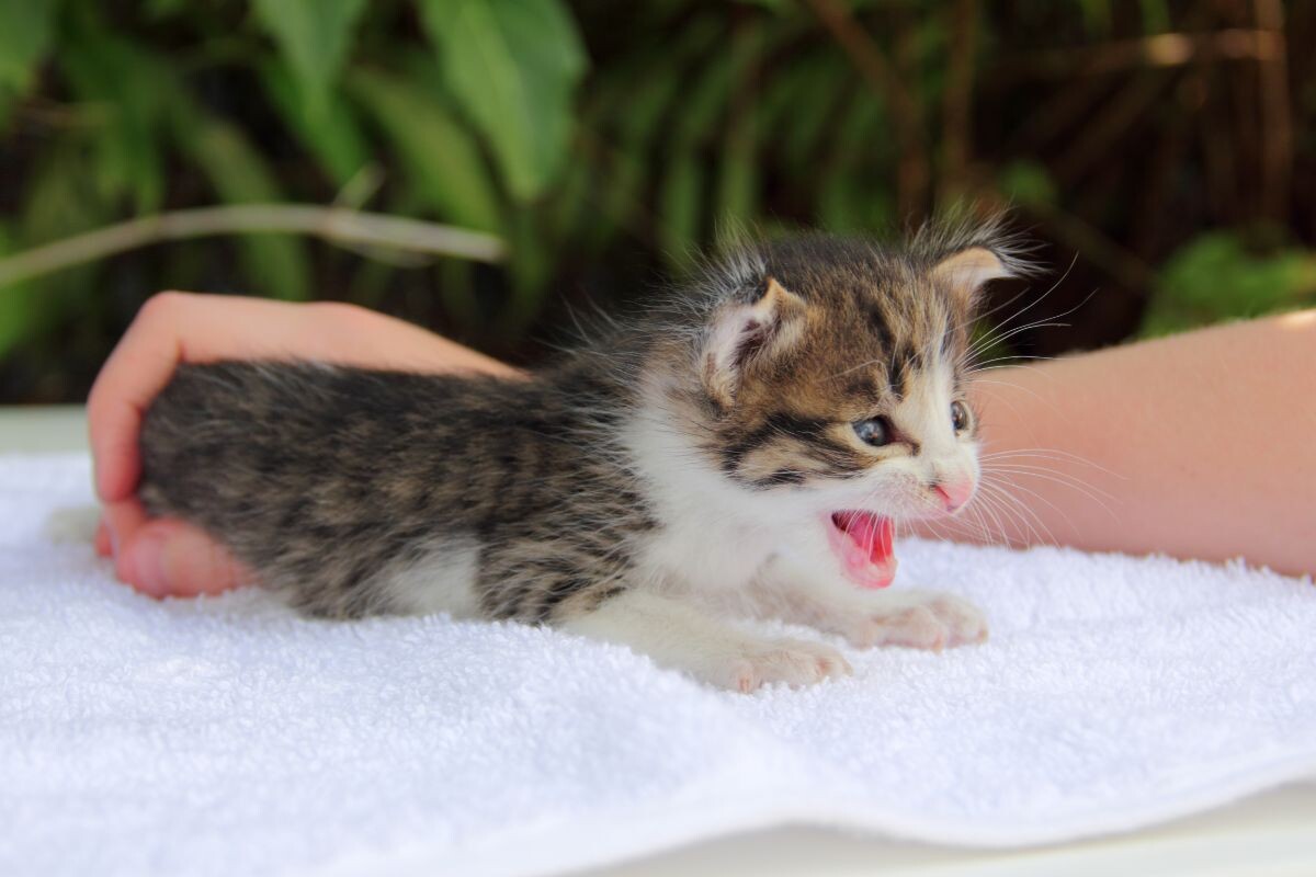 Котёнок мяукает 