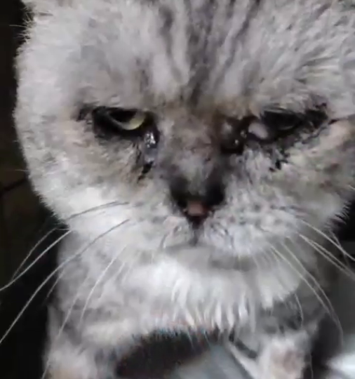 Просим помощи для Ватсона