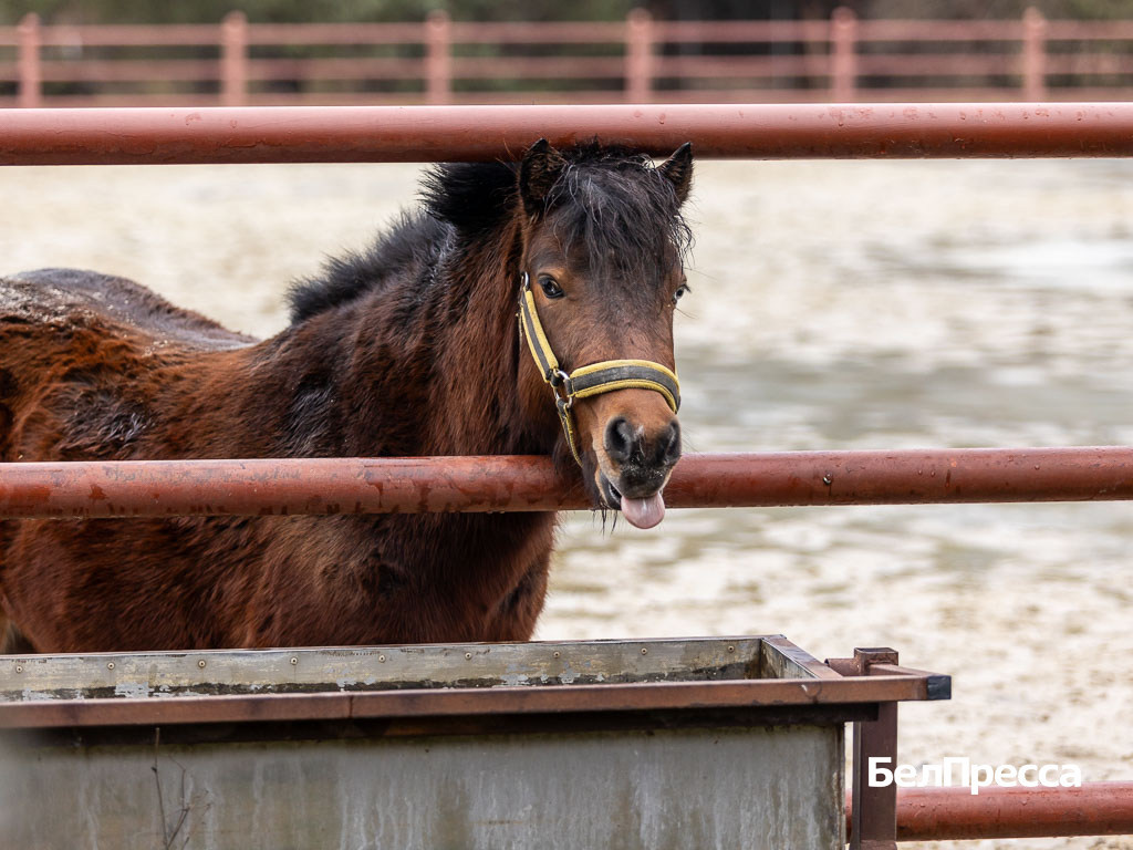     Фото: Алексей Дацковский