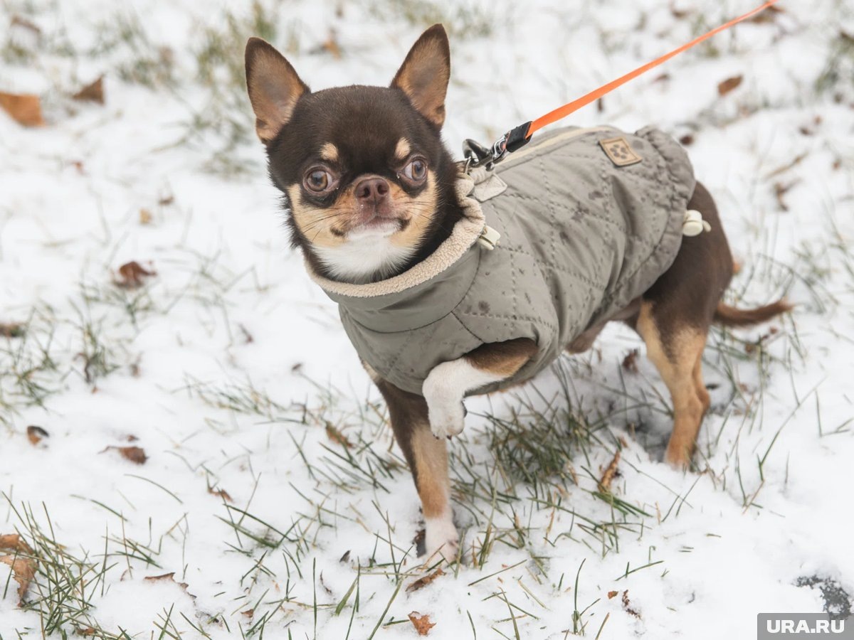     День игры в прятки с зимой отмечают 9 января